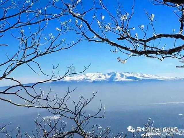 救援卡通老虎